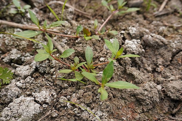 Grow Your Medicine Everyday Wellness from Herbal Gardens